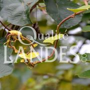 Feuilles de Kiwi de l'Adour IGP - Label Rouge