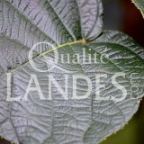 Feuilles de Kiwi de l'Adour IGP - Label Rouge