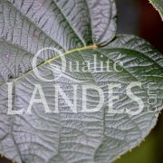 Feuilles de Kiwi de l'Adour IGP - Label Rouge