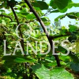 Feuilles de Kiwi de l'Adour IGP - Label Rouge