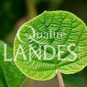 Feuilles de Kiwi de l'Adour IGP - Label Rouge