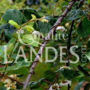 Feuilles de Kiwi de l'Adour IGP - Label Rouge