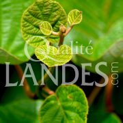 Feuilles de Kiwi de l'Adour IGP - Label Rouge