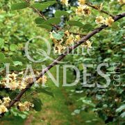 Feuilles de Kiwi de l'Adour IGP - Label Rouge
