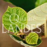 Feuilles de Kiwi de l'Adour IGP - Label Rouge
