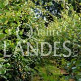 Feuilles de Kiwi de l'Adour IGP - Label Rouge