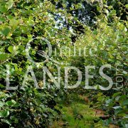 Feuilles de Kiwi de l'Adour IGP - Label Rouge