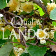 Fleurs de Kiwi de l'Adour IGP - Label Rouge