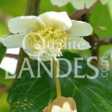 Fleurs de Kiwi de l'Adour IGP - Label Rouge