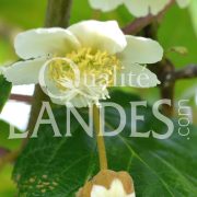 Fleurs de Kiwi de l'Adour IGP - Label Rouge