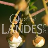 Fleurs de Kiwi de l'Adour IGP - Label Rouge