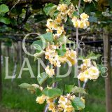 Fleurs de Kiwi de l'Adour IGP - Label Rouge