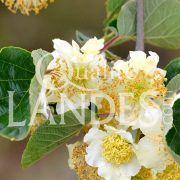 Fleurs de Kiwi de l'Adour IGP - Label Rouge