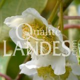 Fleurs de Kiwi de l'Adour IGP - Label Rouge