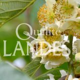 Fleurs de Kiwi de l'Adour IGP - Label Rouge