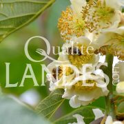 Fleurs de Kiwi de l'Adour IGP - Label Rouge