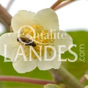 Fleurs de Kiwi de l'Adour IGP - Label Rouge