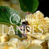 Fleurs de Kiwi de l'Adour IGP - Label Rouge