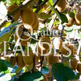 Kiwi de l'Adour IGP - Label Rouge sur arbre