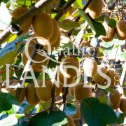 Kiwi de l'Adour IGP - Label Rouge sur arbre