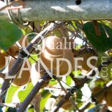 Kiwi de l'Adour IGP - Label Rouge sur arbre