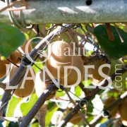 Kiwi de l'Adour IGP - Label Rouge sur arbre