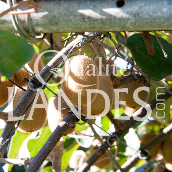 Kiwi de l'Adour IGP - Label Rouge sur arbre Kiwi de l'Adour IGP - Label Rouge sur arbre