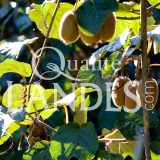 Kiwi de l'Adour IGP - Label Rouge sur arbre