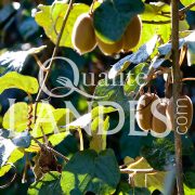 Kiwi de l'Adour IGP - Label Rouge sur arbre
