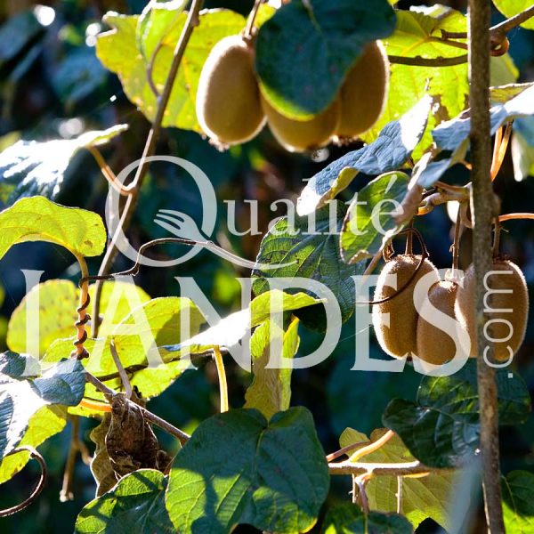 Kiwi de l'Adour IGP - Label Rouge sur arbre Kiwi de l'Adour IGP - Label Rouge sur arbre