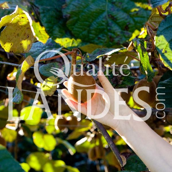 Kiwi de l'Adour IGP - Label Rouge sur arbre Kiwi de l'Adour IGP - Label Rouge sur arbre