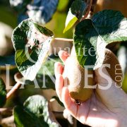 Kiwi de l'Adour IGP - Label Rouge sur arbre