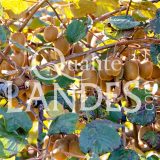 Kiwi de l'Adour IGP - Label Rouge sur arbre