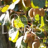 Kiwi de l'Adour IGP - Label Rouge sur arbre