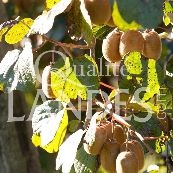 Kiwi de l'Adour IGP - Label Rouge sur arbre Kiwi de l'Adour IGP - Label Rouge sur arbre