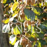 Kiwi de l'Adour IGP - Label Rouge sur arbre