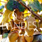 Kiwi de l'Adour IGP - Label Rouge sur arbre