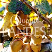 Kiwi de l'Adour IGP - Label Rouge sur arbre