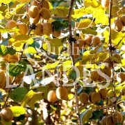 Kiwi de l'Adour IGP - Label Rouge sur arbre