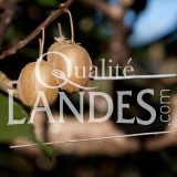 Kiwi de l'Adour IGP - Label Rouge sur arbre