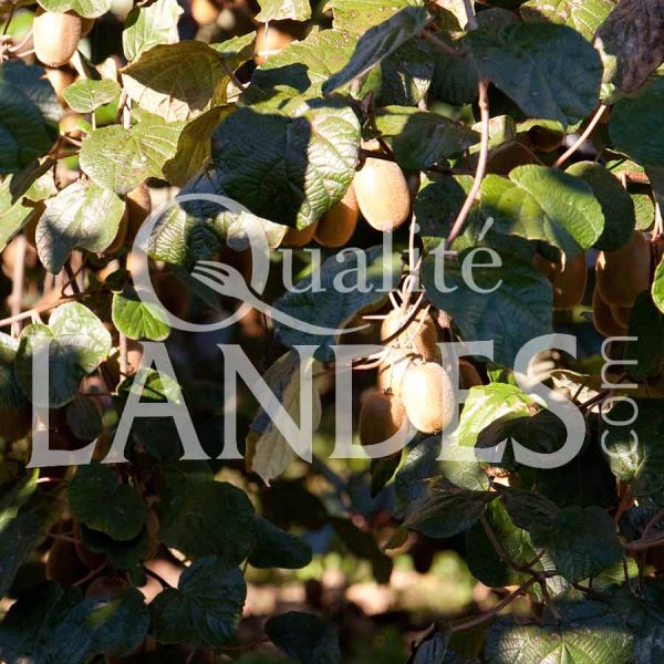 Kiwi de l'Adour IGP - Label Rouge sur arbre Kiwi de l'Adour IGP - Label Rouge sur arbre