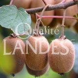 Kiwi de l'Adour IGP - Label Rouge sur arbre
