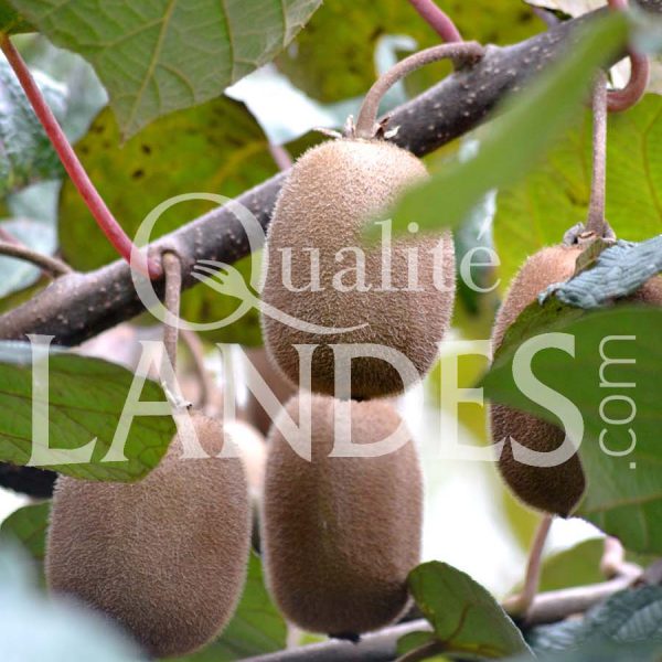 Kiwi de l'Adour IGP - Label Rouge sur arbre Kiwi de l'Adour IGP - Label Rouge sur arbre
