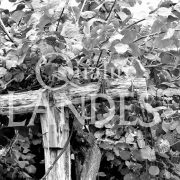 Kiwi de l'Adour IGP - Label Rouge sur arbre