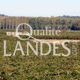 Verger de Kiwi de l'Adour IGP - Label Rouge