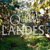 Verger de Kiwi de l'Adour IGP - Label Rouge