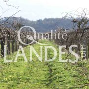 Verger de Kiwi de l'Adour IGP - Label Rouge