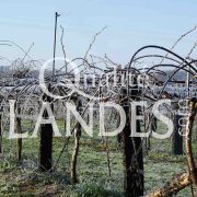 Verger de Kiwi de l'Adour IGP - Label Rouge