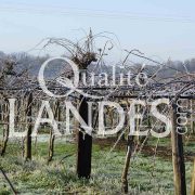 Verger de Kiwi de l'Adour IGP - Label Rouge
