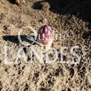 Photo d'Aspergeraie
